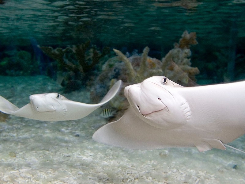 SEA LIFE London Aquarium - Any Time Entry